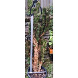 Suckulenter stora växter - kaktus mm